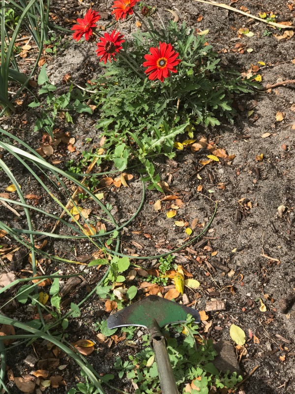 Red African Daisy Weed